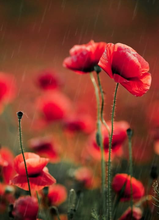 Red poppies in soft rain